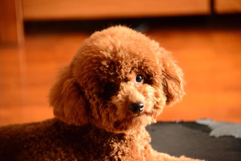 送给养宠小白：纠正泰迪挑食，其实没有你想的那么难！