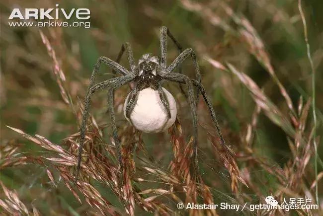 你说蜘蛛侠,蜘蛛侠的蜘蛛丝里有什么