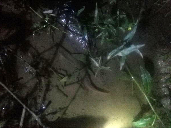 夜钓大口鲶鱼用什么饵最好,野河钓大口鲶鱼有多大