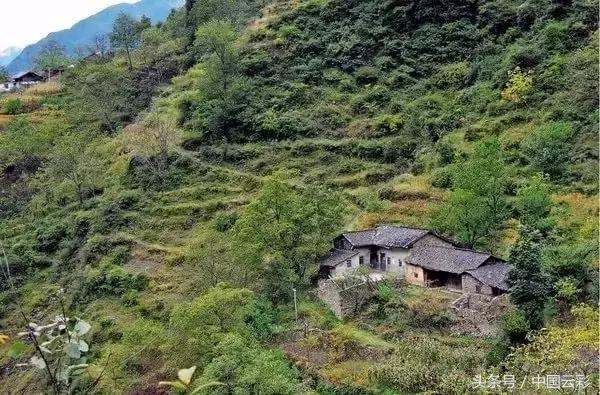 铁芒萁做菜,铁芒萁如何食用