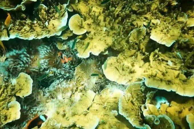 帕劳水下摄影最佳时间,帕劳海上旅游攻略