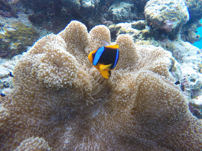 帕劳水下摄影最佳时间,帕劳海上旅游攻略