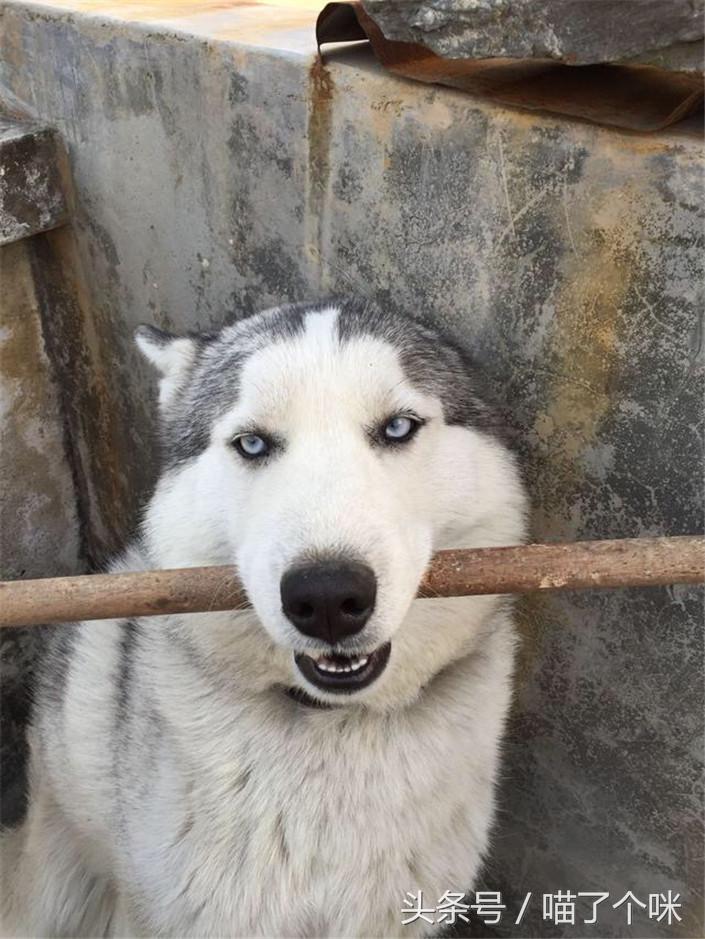 捡来一只哈士奇来养,在狗市用最低价买到哈士奇可以吗