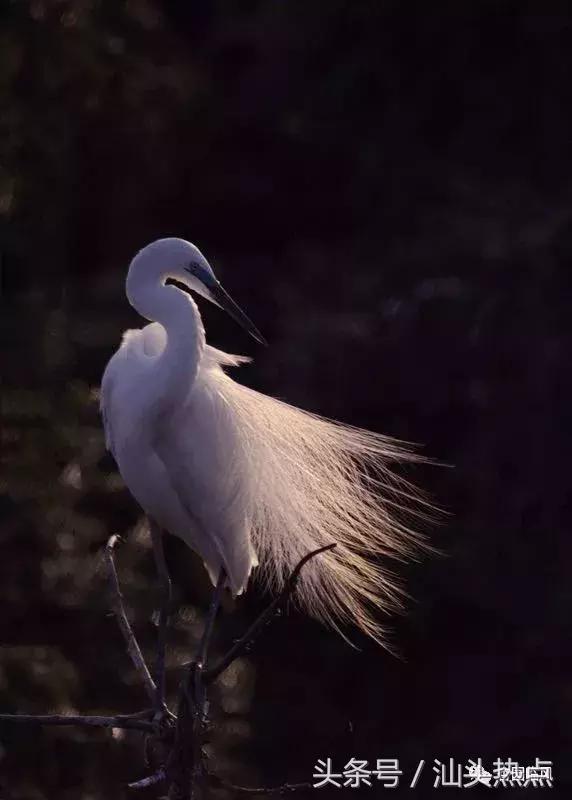 莲下这里竟藏了个神奇的“候鸟客栈”！好多人还不知道……