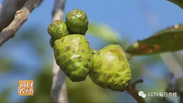 又酸又苦的热带水果,超级酸的热带水果