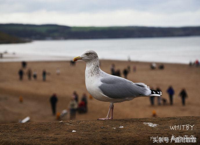 在鱼和土豆的世界里，它被称为世界上最好吃的，你怎么看