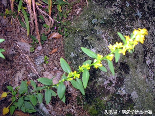 风热感冒扁桃体发炎吃什么中药,咽炎百日咳