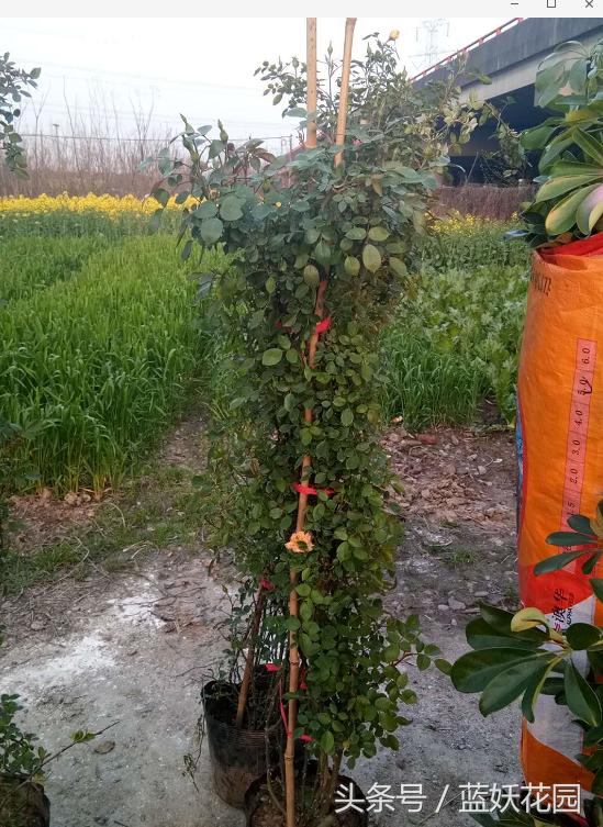 刚买回来的月季种下去枯萎怎么办,刚买回来的月季晒了怎么补救