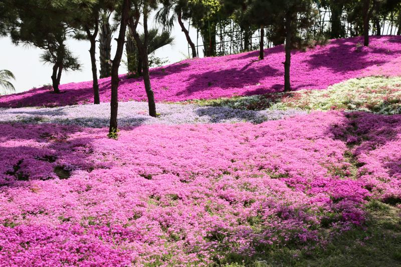 南通旅游攻略必去景点排名,南通紫琅湖公园五一有没有灯光秀