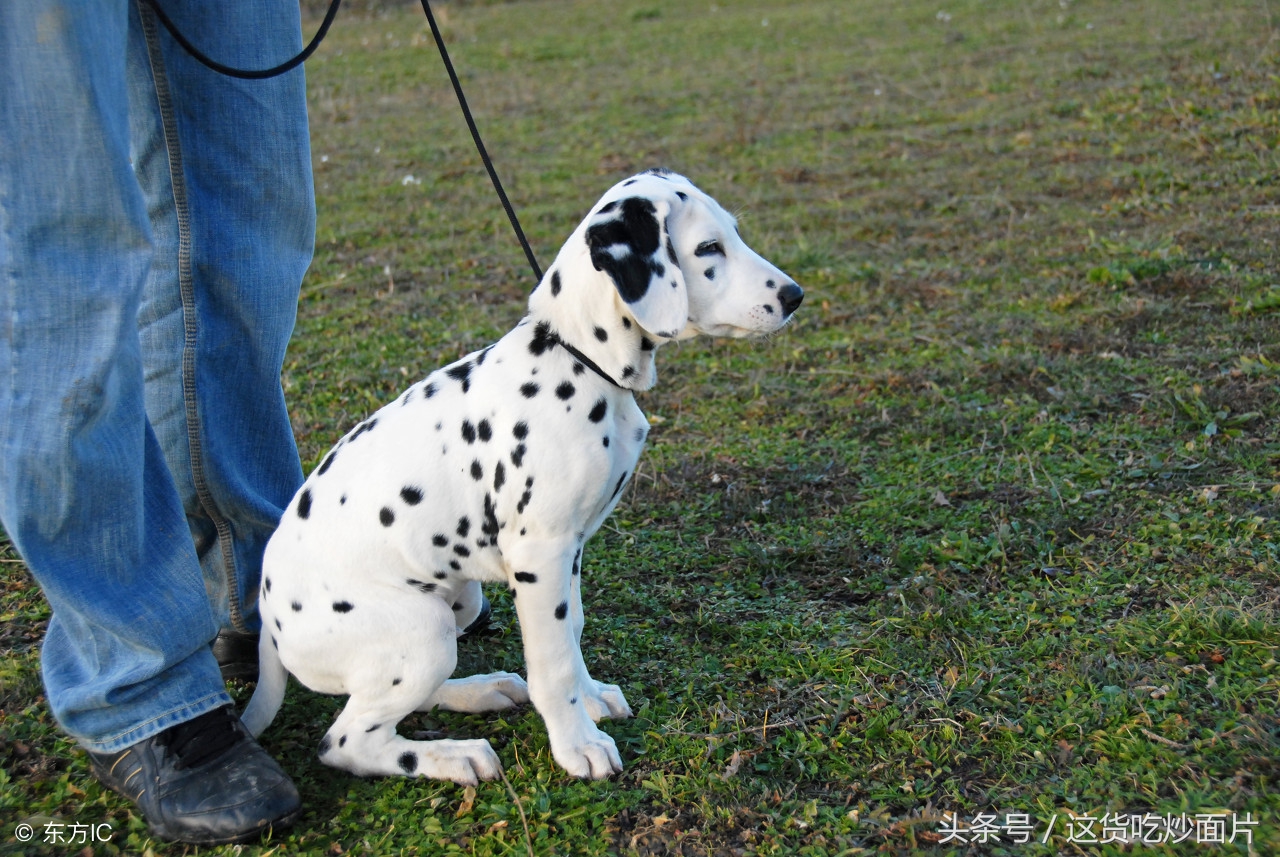 杭州萨摩耶被车撞后续赔偿,萨摩耶被撞死赔多少钱