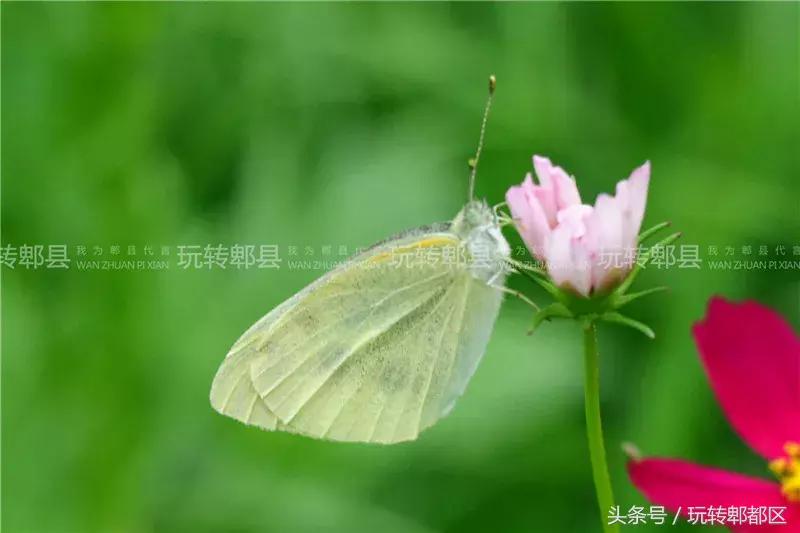 又一家高颜值花园音乐烤吧入驻郫都，趁五一快去痛快的搓一顿吧！