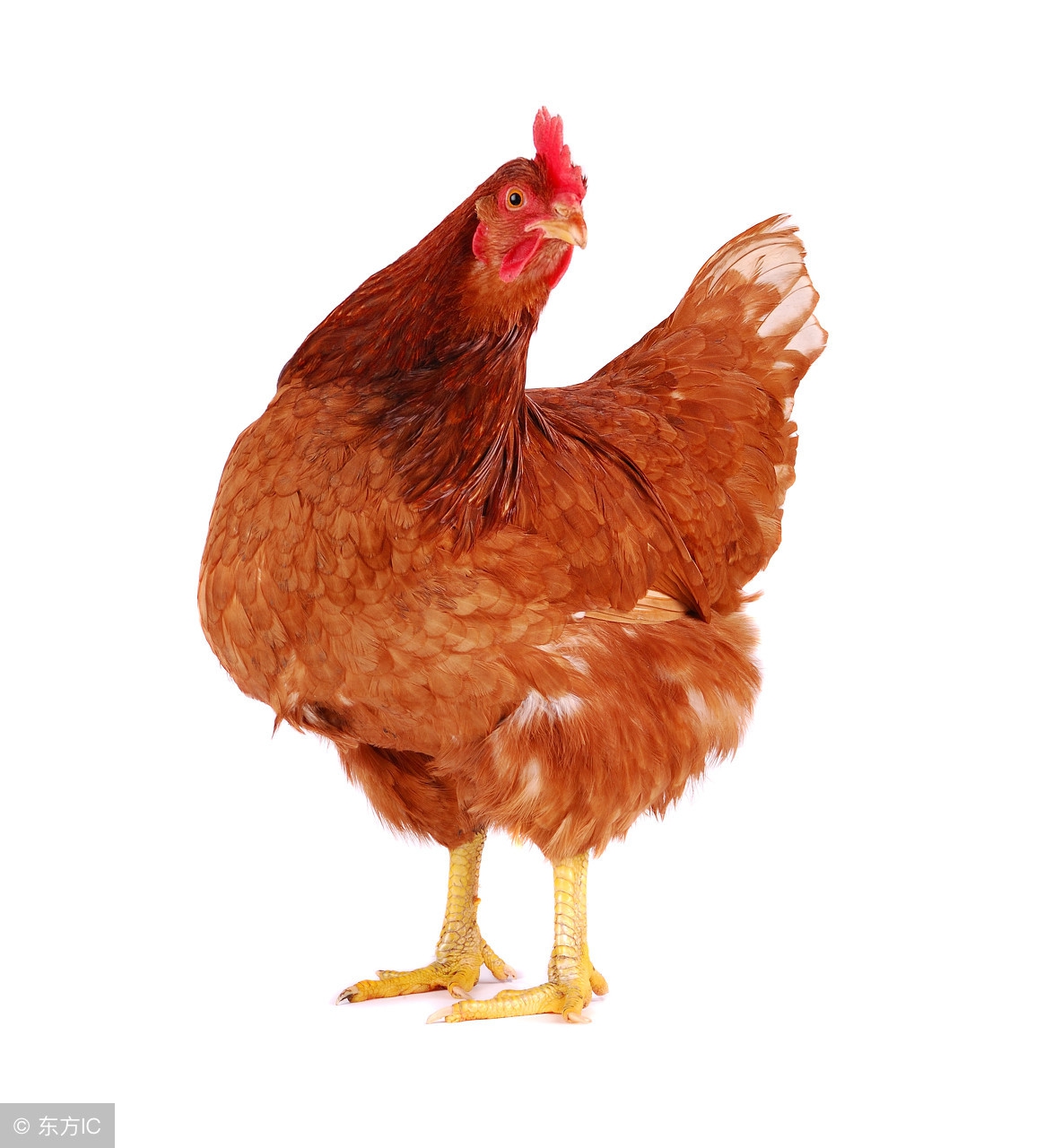 生肖鸡五月大运,十二生肖鸡五月的财运