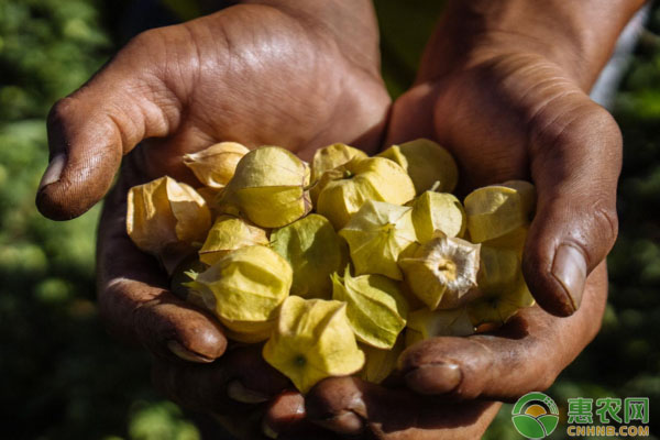 最新养殖品种有哪些,最新改良养殖的新品种有哪些