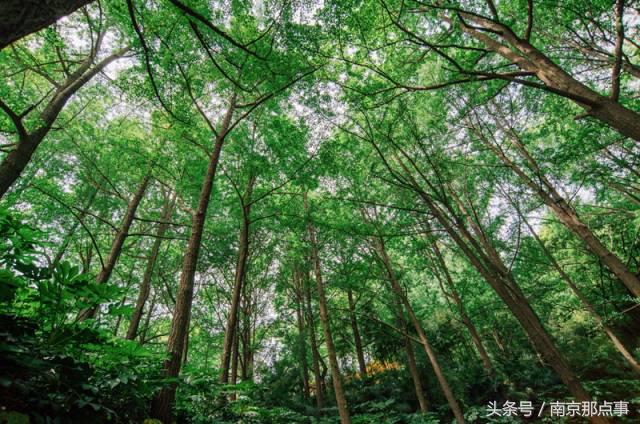 南京有山有水的小众景点,南京小众旅游景点