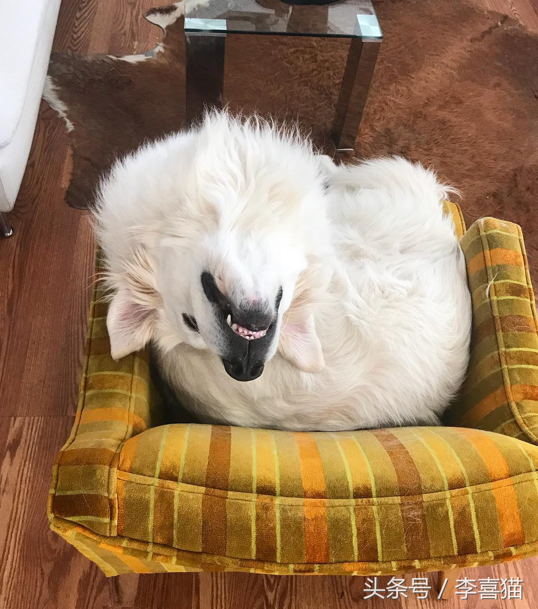 大白熊犬适合农村吗,大白熊犬适合放羊吗