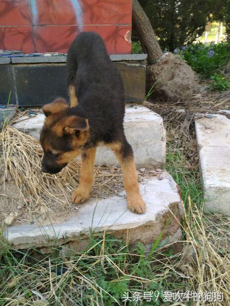 德牧串多少钱,德牧串值得入手吗