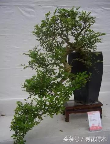 九里香为什么大量掉叶,九里香掉枝掉叶怎么急救