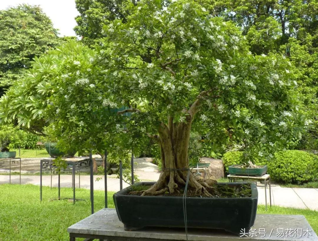 九里香为什么大量掉叶,九里香掉枝掉叶怎么急救