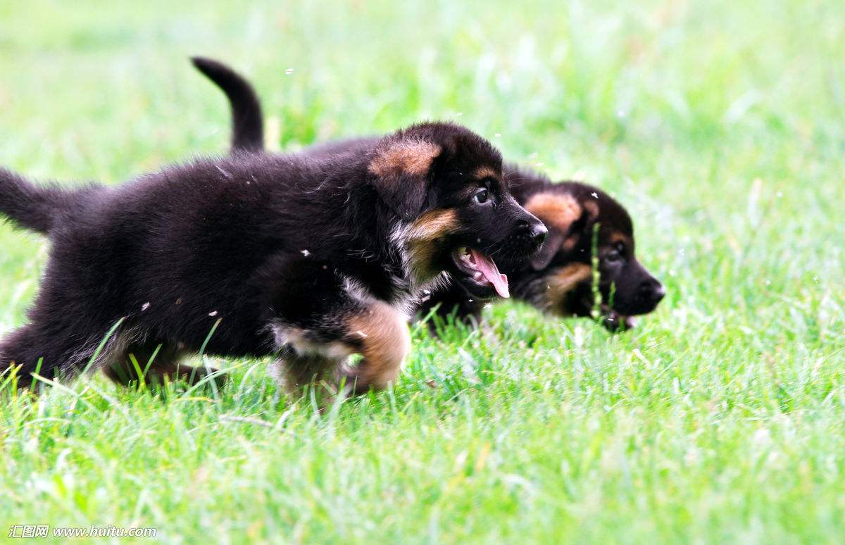 德国牧羊犬和德牧是一个品种吗,德牧和德国牧羊犬是一个品种吗
