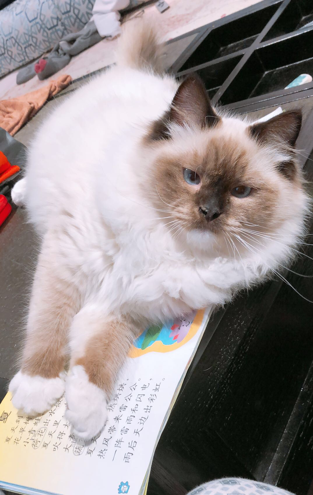 选购优秀布偶猫的五点经验,布偶猫的鉴别方法与选购知识要点