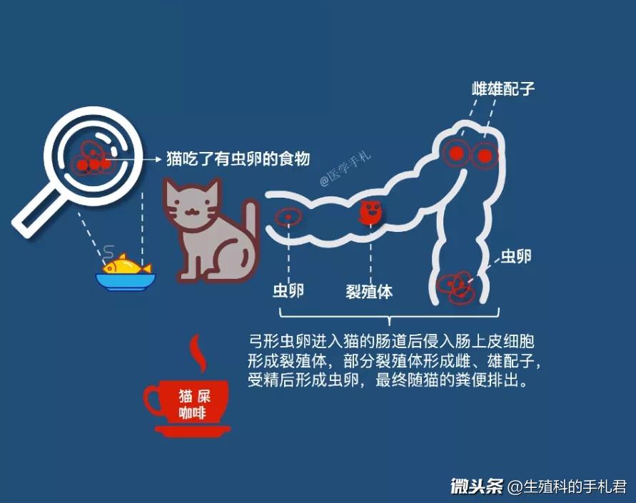 怀孕后不能养宠物,怀孕期间到底可不可以养猫狗