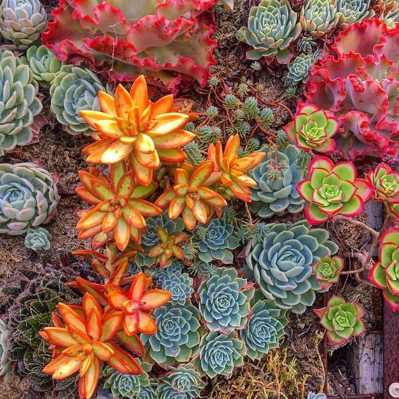 裸根苗冬天怎么养,裸根过冬