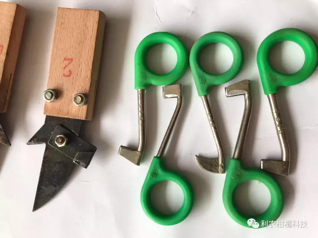 柑橘果实黄化的原因,柑橘果树黄化怎么治疗