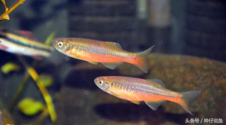 十五种常见不同的观赏鱼,十大凶猛观赏鱼哪个比较好养