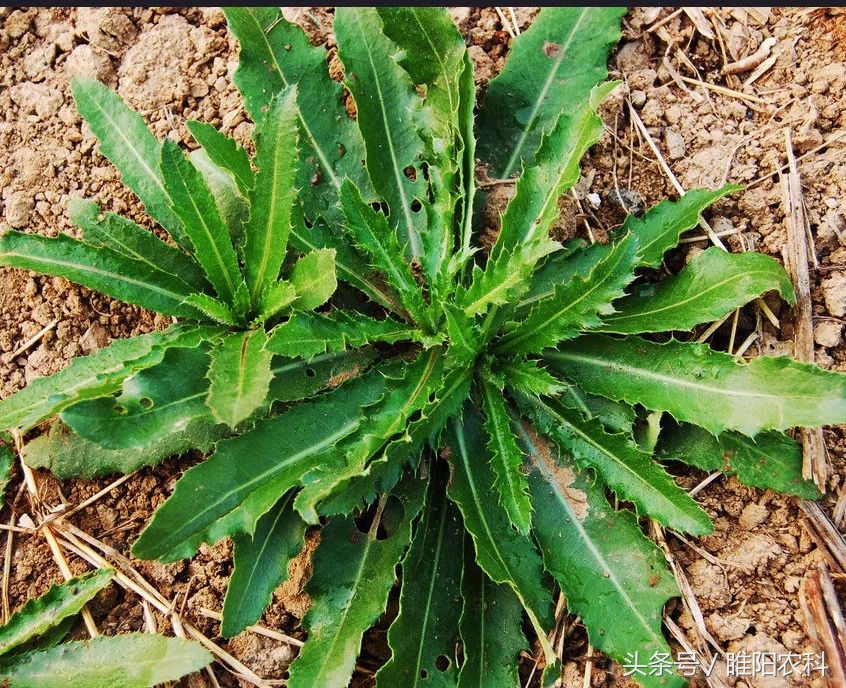 我国玉米田恶性杂草的发生,玉米地杂草图及防治方法