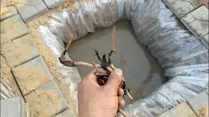 种植碗莲的方法与技巧,碗莲的种植方法和注意事项图片