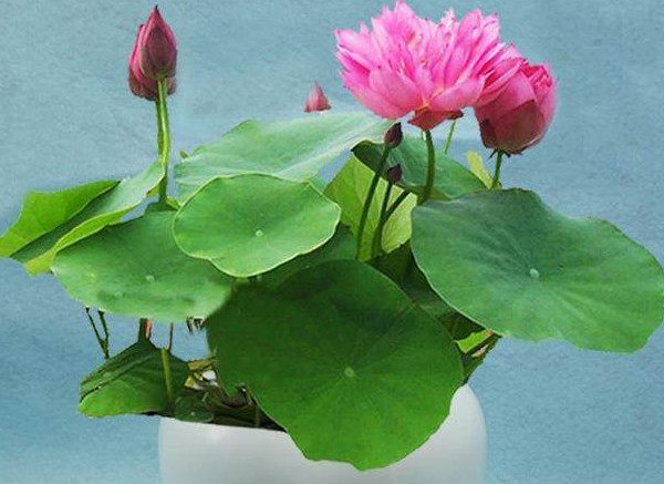 种碗莲教程视频,种碗莲怎么施肥