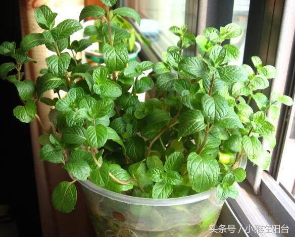 驱蚊子最有效的植物花草,能驱蚊的植物有哪些