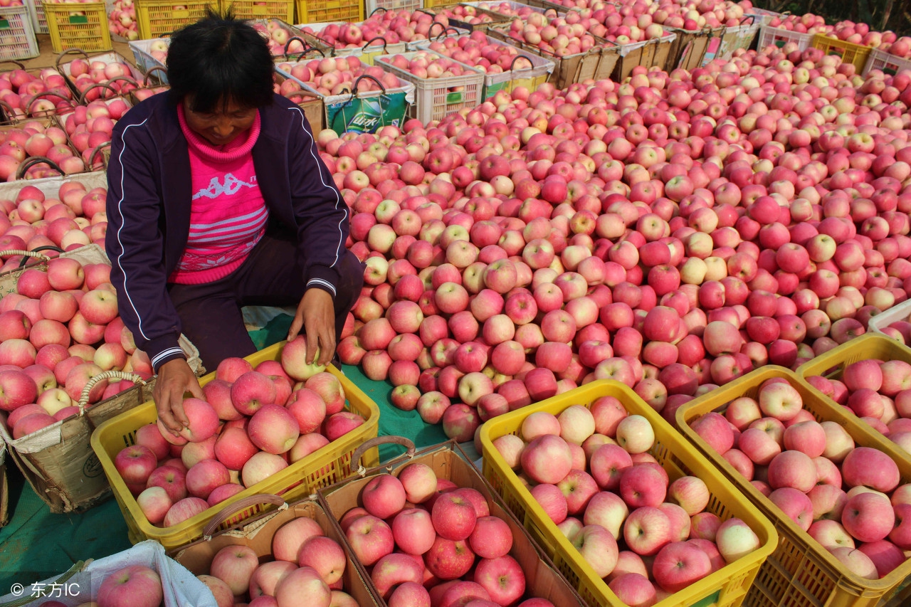冷库红富士苹果的价格,运城红富士苹果