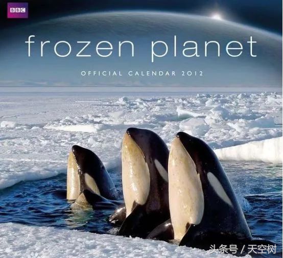 假期一定要给孩子看的20部纪录片,12部适合和孩子一起看的纪录片