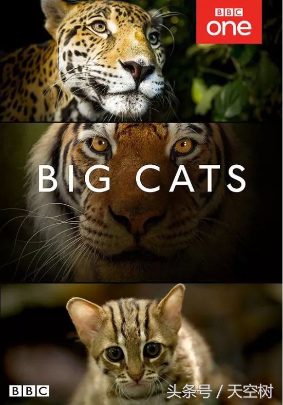 假期一定要给孩子看的20部纪录片,12部适合和孩子一起看的纪录片