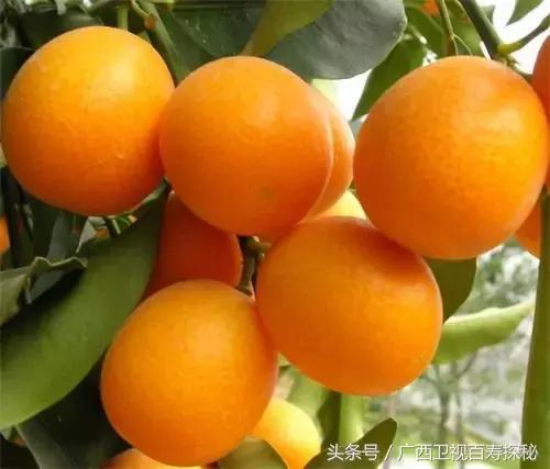 烤金桔止咳做法大全图片,金桔怎么烤着吃治咳嗽