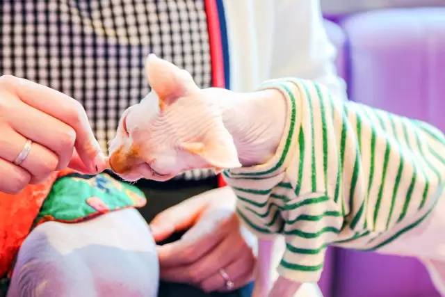 香港九记牛腩爷,香港九记牛腩香港地址