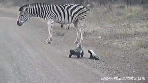 平头哥蜜獾你见过吗,蜜獾平头哥有没有人养