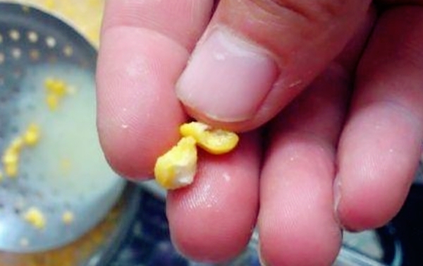 讲解钓草鱼的最好方法和技巧,野钓草鱼的5种实用方法