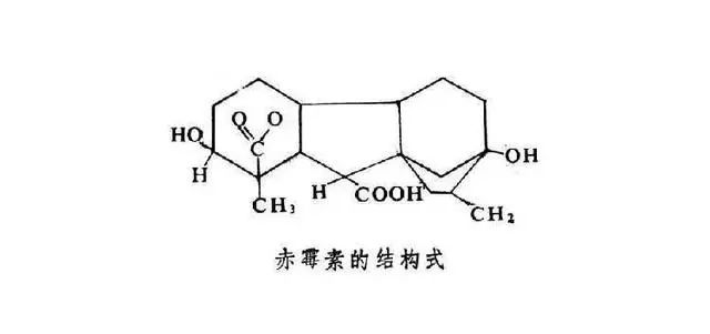 柑橘防止掉果的最佳方法,柑橘管理黄叶落叶原因要怎么做