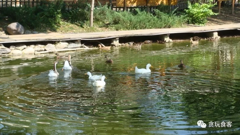 北京有哪些亲子农庄,北京市周边亲子农庄小动物