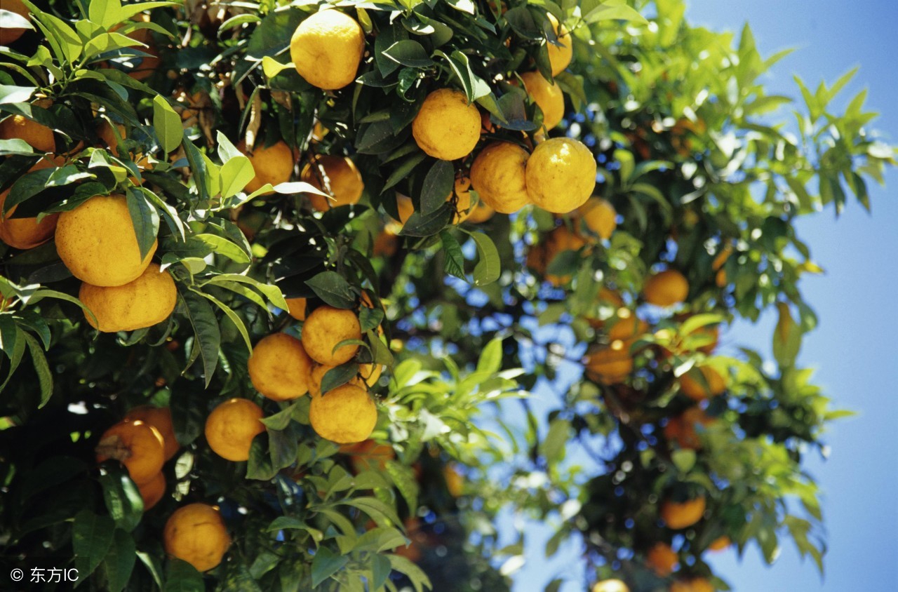 柑橘叶子发黄怎么办,柑橘开花的时候叶面发黄怎么治