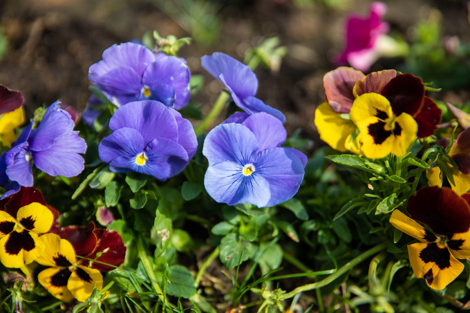花博园滁州风景,滁州花博园公园美景