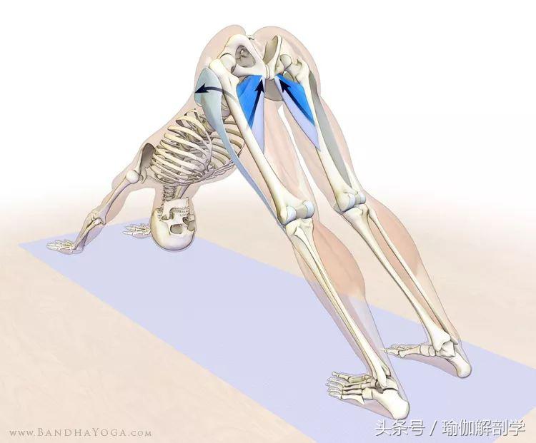 下犬式瑜伽怎么练,怎么做好瑜伽下犬式