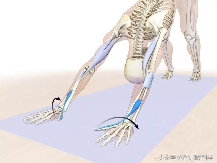 瑜伽下犬式基本功,下犬式瑜伽体式为什么重要