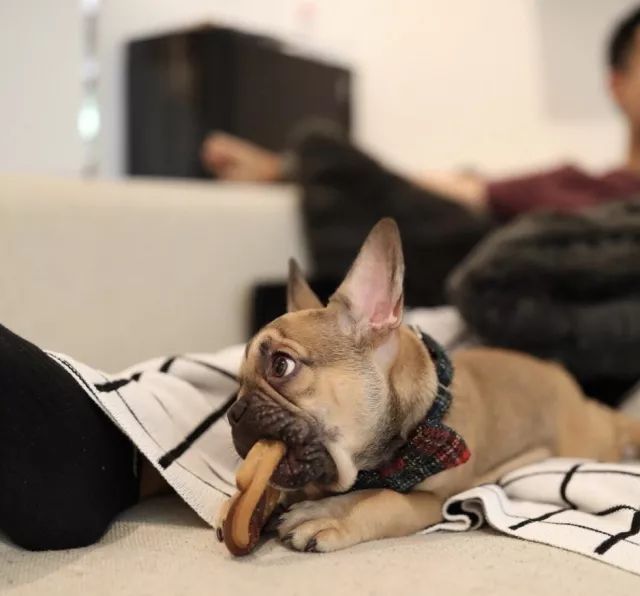 扒一扒萨摩耶宠物冷知识,狗剃刀过敏