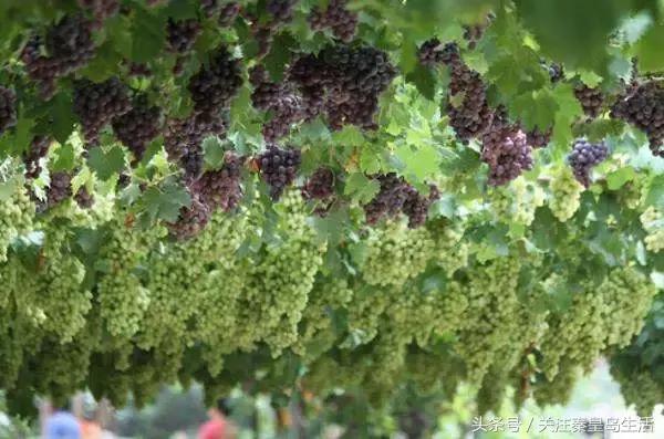 秦皇岛现在是几线城市,秦皇岛属于几线城市有发展吗