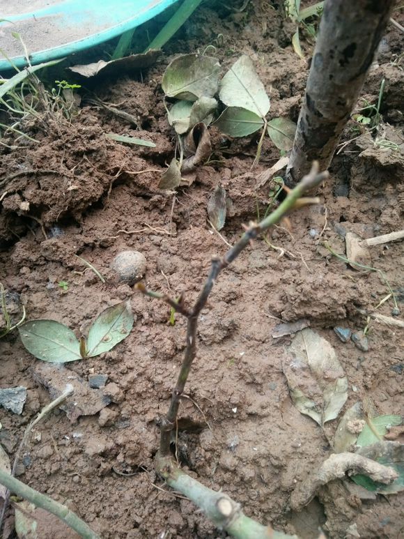 月季得了叶枯病，两招就搞定，防病不含糊