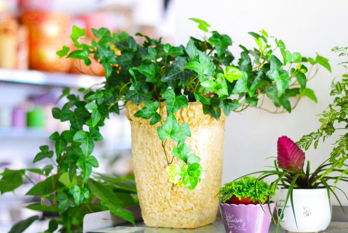 这些植物千万不要碰,甲醛最怕的4个死对头一用一个准