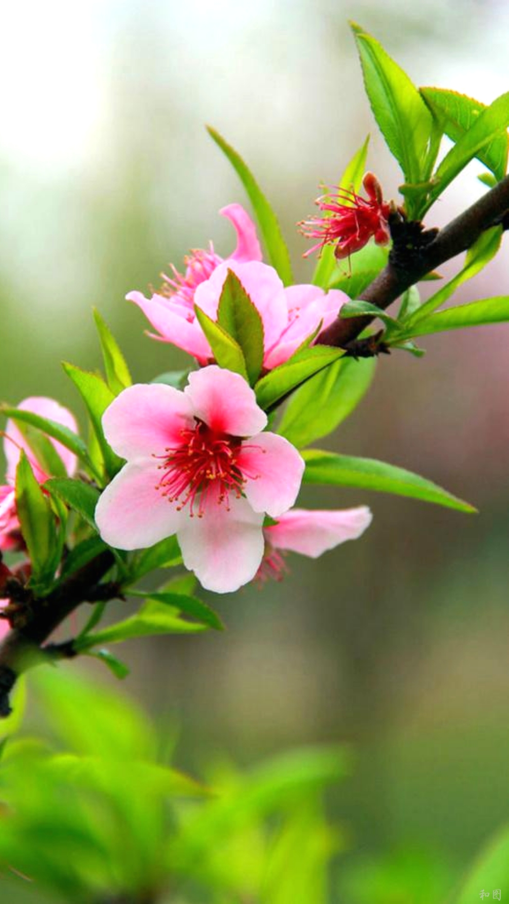 塞尔达传说旷野之息精美手机壁纸,王鸥精美手机壁纸